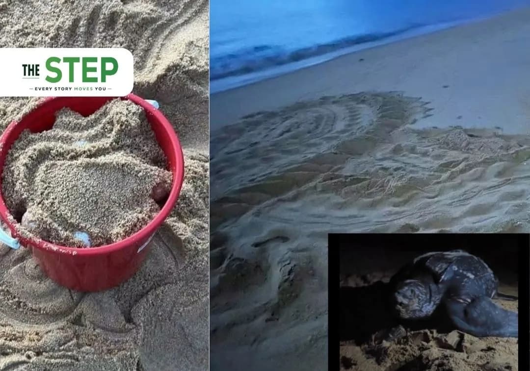Kemunculan seekor Penyu Belimbing di Pantai Jambu Bongkok, Marang, Terengganu,  adalah pendaratan kali keempat spesies berkenaan di Terengganu sepanjang tahun ini.