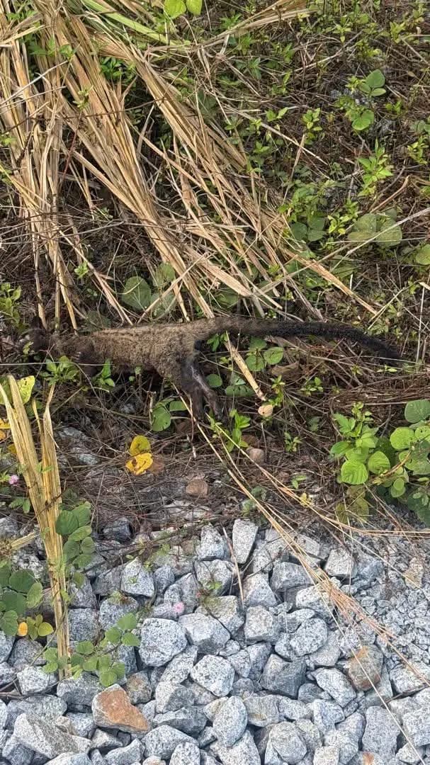 Menurut KTMB, pemeriksaan awal mendapati kejadian itu disyaki berpunca daripada animal bridging, iaitu keadaan apabila haiwan menjadi penghubung antara talian elektrik hidup dengan talian bumi.