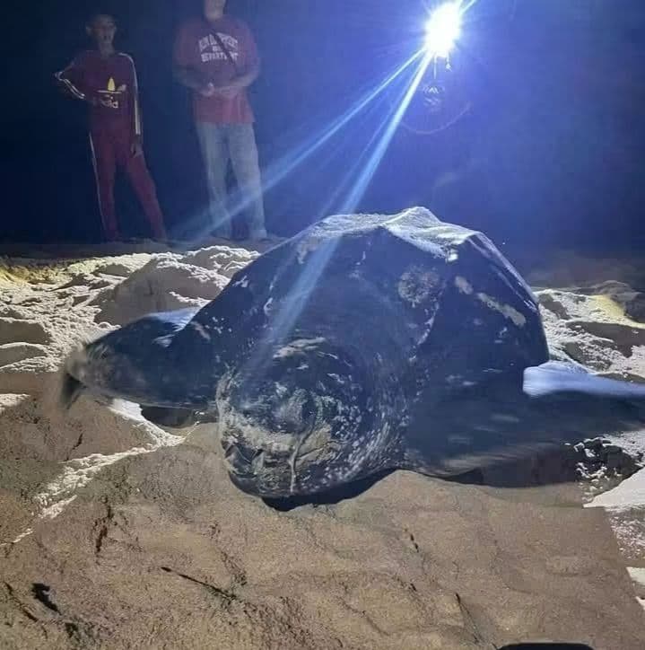 Penyu belimbing kembali mendarat Rantau Abang buat kali ketiga