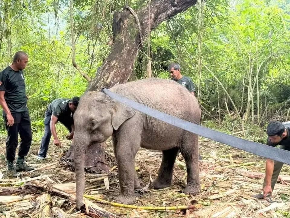 Lebih menyayat hati, ekor Jelita turut terputus dipercayai akibat serangan berkenaan.