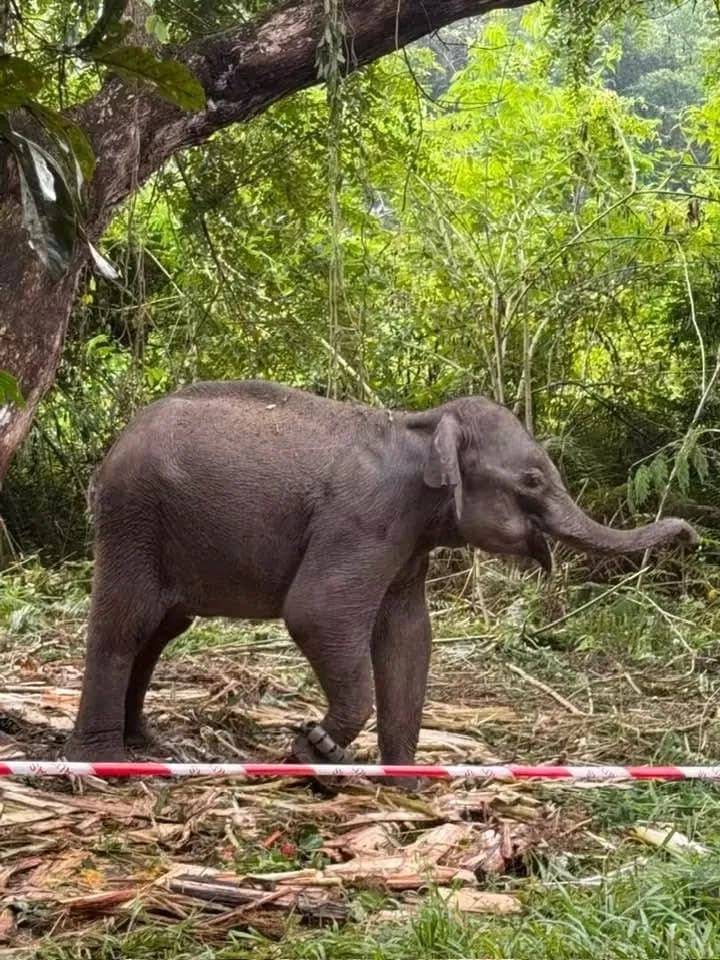 Lebih menyayat hati, ekor Jelita turut terputus dipercayai akibat serangan berkenaan.