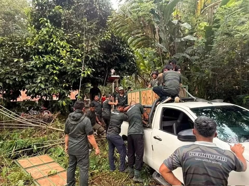 Lebih menyayat hati, ekor Jelita turut terputus dipercayai akibat serangan berkenaan.