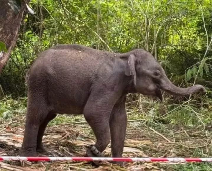 Lebih menyayat hati, ekor Jelita turut terputus dipercayai akibat serangan berkenaan.