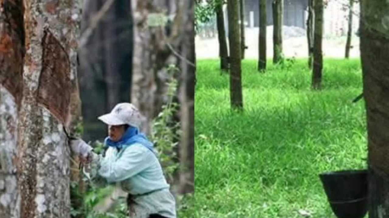 Selain membantu pekebun kecil getah, kerajaan turut menggandakan peruntukan bagi membaik pulih jalan ladang kepada RM100 juta berbanding RM50 juta sebelum ini.